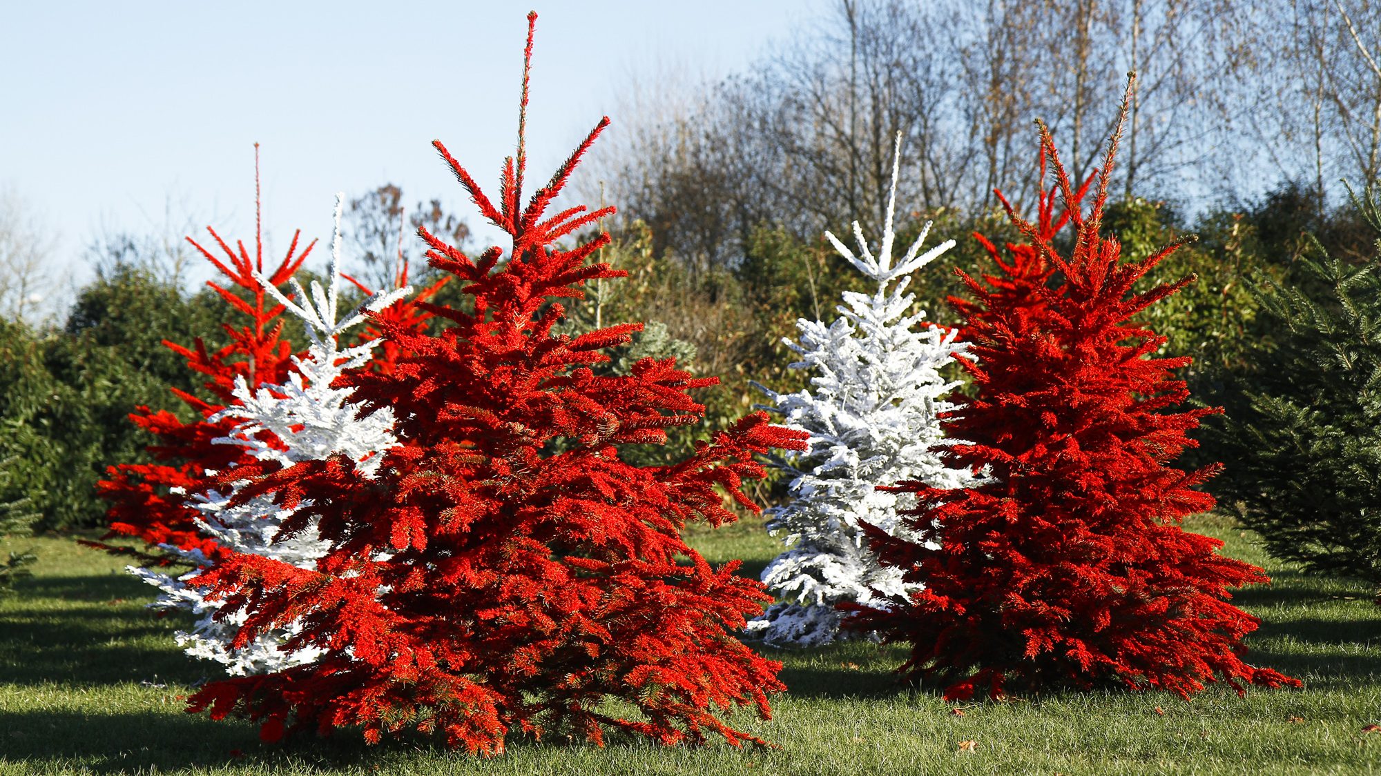 Réalisations décors neige